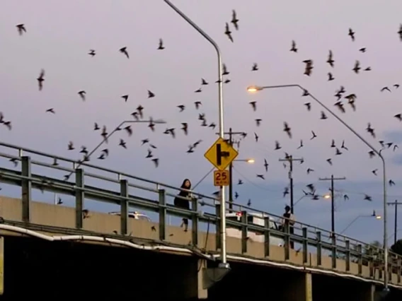 Bat sightings on the rise in southern Arizona