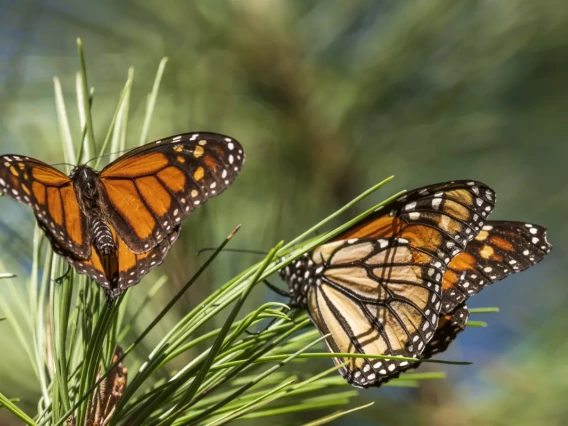 The parallel struggles of human and monarch migration