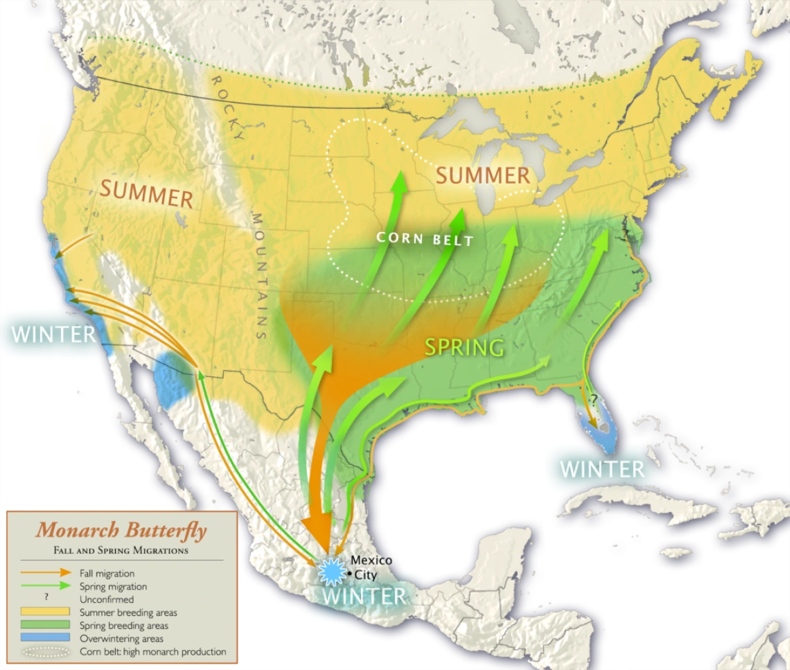 Monarch Butterfly Fall and Spring Migrations