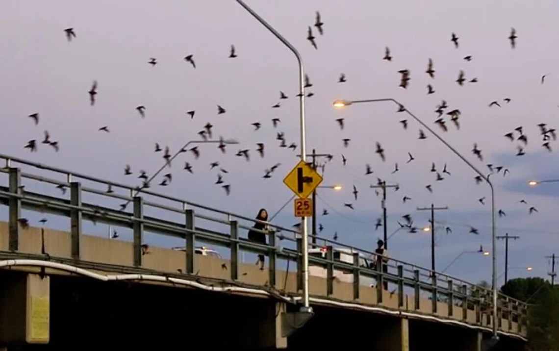 Bat sightings on the rise in southern Arizona