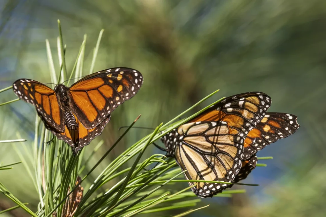 The parallel struggles of human and monarch migration