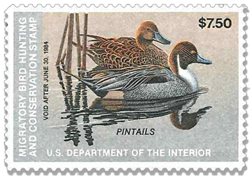 Northern Pintail Ducks