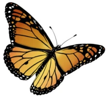 Monarch Butterfly
