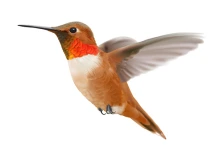 Selasphorus rufus Rufous hummingbird