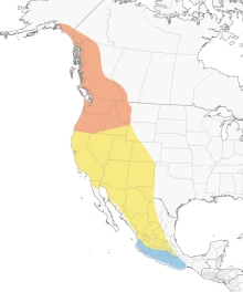 Selasphorus rufus Rufous hummingbird's geographic range