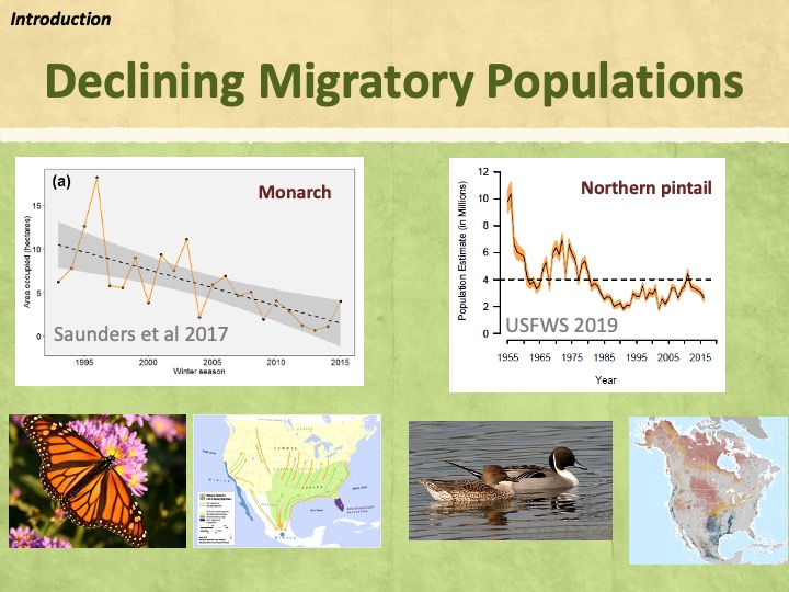 As you probably know, many migratory species have shown declines over the past several decades, especially those associated with agricultural landscapes such as the monarch butterfly and northern pintail.   

Monarch graph shows the Index of annual abundance of overwintering monarch butterflies in Mexico, measured as total area occupied by colonies in December. The dashed line is the trend and the gray shading is the 95% confidence interval. 
Pintail graph Continental BPOP trend, dashed line is avg 1955-2015 Lower equilibrium since mid-1980’s Theory is effects of intensive agriculture on nesting success  Monarch photo: LyWashu,  CC BY-SA 3.0 Monarch map: https://www.fws.gov/midwest/news/MonarchCitizenScience.html