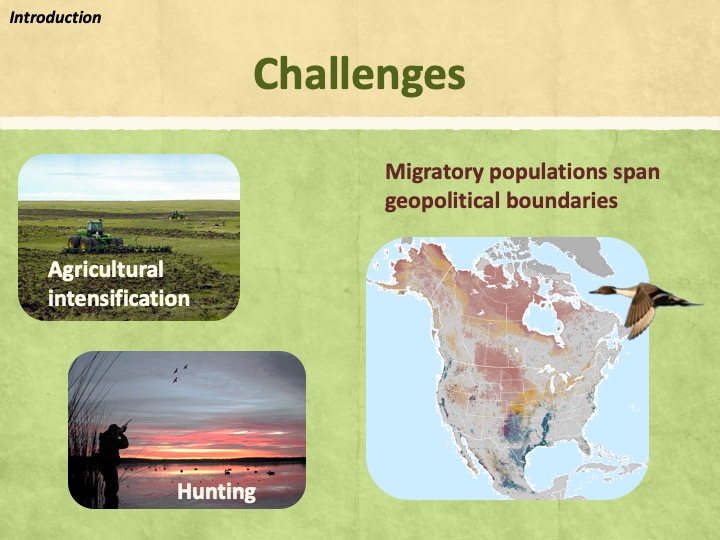 These declines have raised two important challenges for understanding and conserving these species.    First, the intensification of agriculture has degraded breeding habitats.   Second, it is difficult to predict effectiveness of habitat conservation within breeding grounds, because individuals move between countries during their annual cycle and populations are affected by anthropogenic influences such as hunting in non-breeding areas.  ________  Decline in biodiversity & related services  Difficult to predict effectiveness of regional conservation actions at continental scale